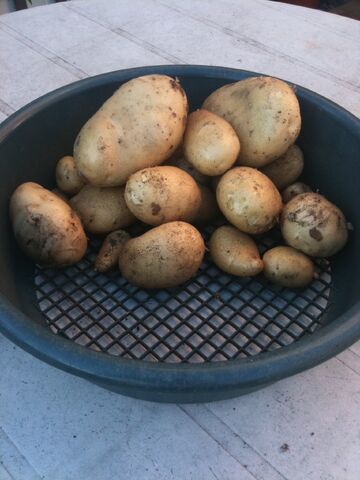 File:Potato Maris Peer.jpg