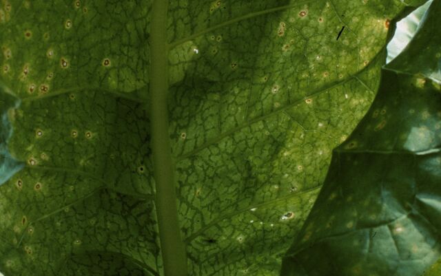 File:Potato Virus Y Leaf.jpg