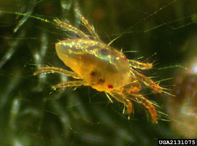 File:Red Spider Mite.jpg