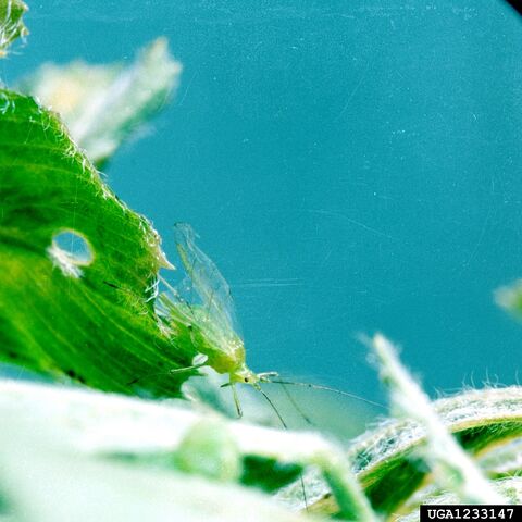File:Pea Aphid.jpg