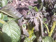 Potato Frost Damage