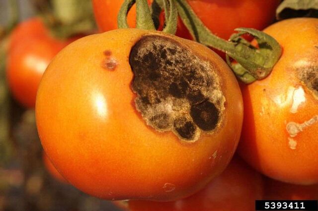 File:Tomato Early Blight Fruit.jpg