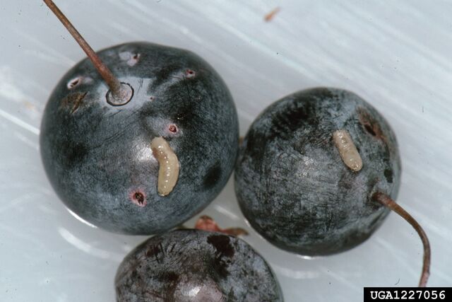 File:Blueberry Maggot (Rhagoletis pomonella).jpg