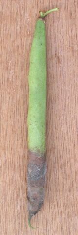 File:French Bean Botrytis.jpg