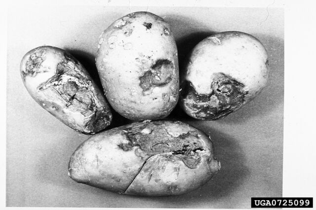 File:Potato Gangrene.jpg