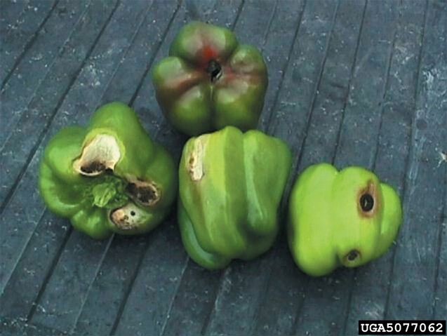 File:Pepper Blossom End Rot.jpg