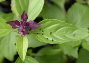 Cinnamon mint Caterpillar frass