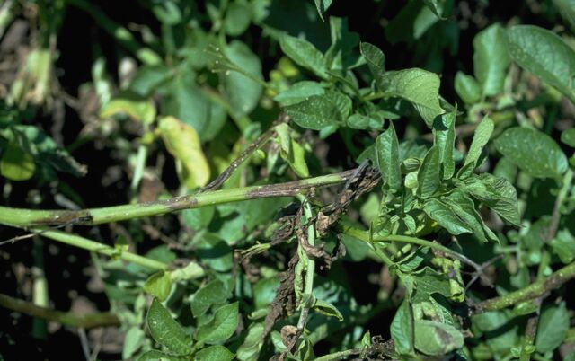 File:Late Potato Blight.jpg