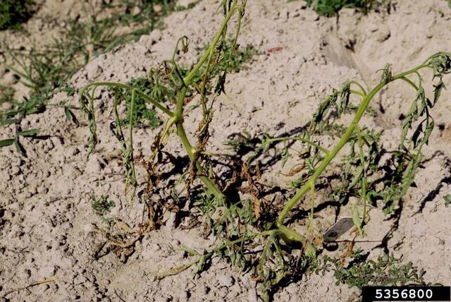 File:Tomato Fusarium Wilt.jpg