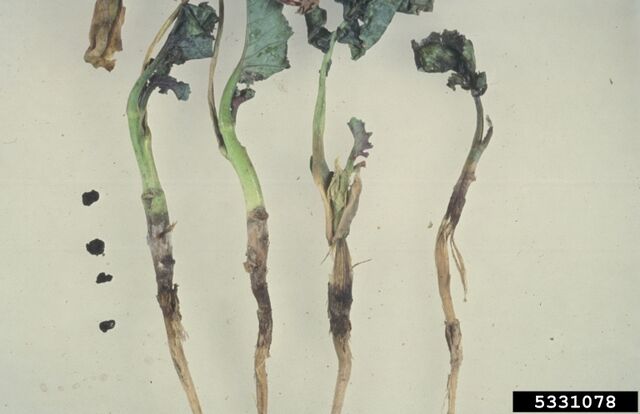 File:Broccoli Sclerotinia Rot.jpg