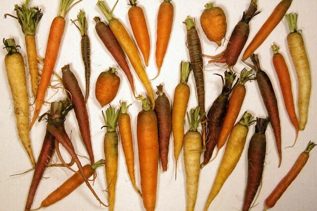 File:CarrotDiversityLg-1-.jpg
