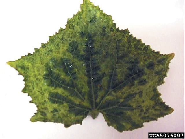 File:Cucumber Cucumber Mosaic Virus.jpg
