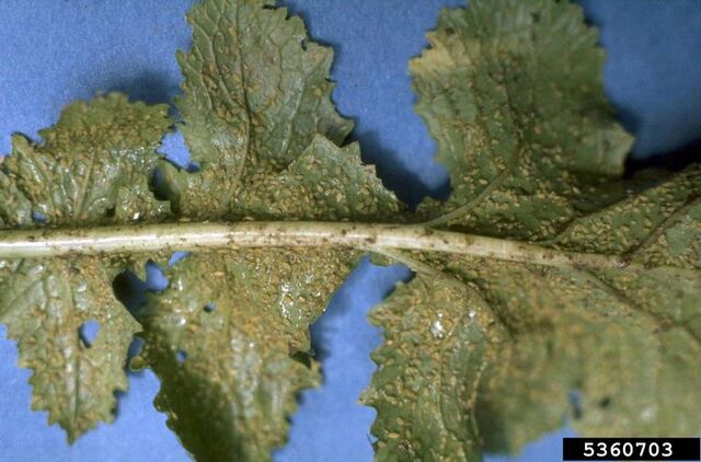 File:Turnip Aphids.jpg