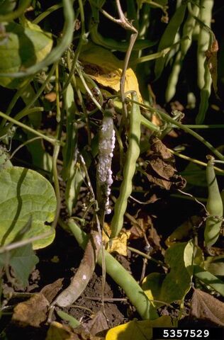 File:Runner Bean Sclerotinia Rot.jpg