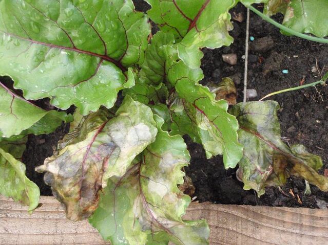 File:Beetroot Overwatered.jpg
