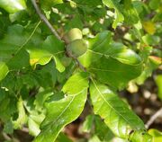 Quercus stellata