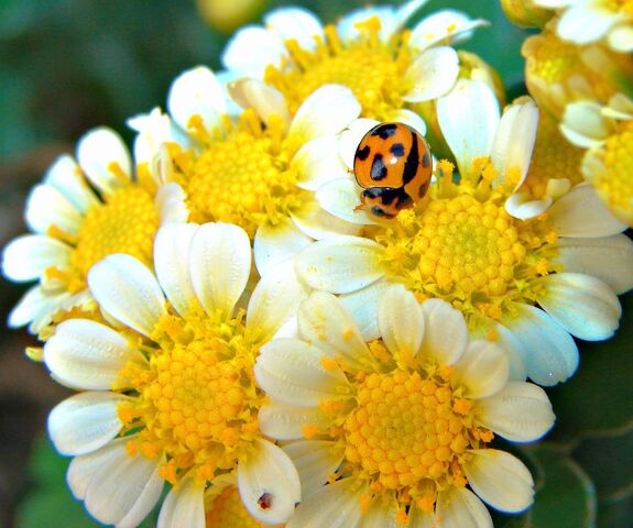 File:Welcomeflowers-7047.jpg