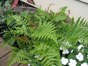 Autumnbrilliancefern