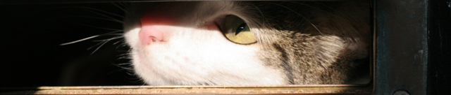 File:Io-cat.png