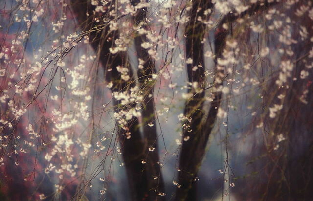 File:Sakura.jpg