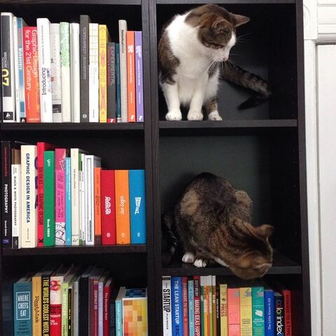 File:Cats-in-shelf.jpg