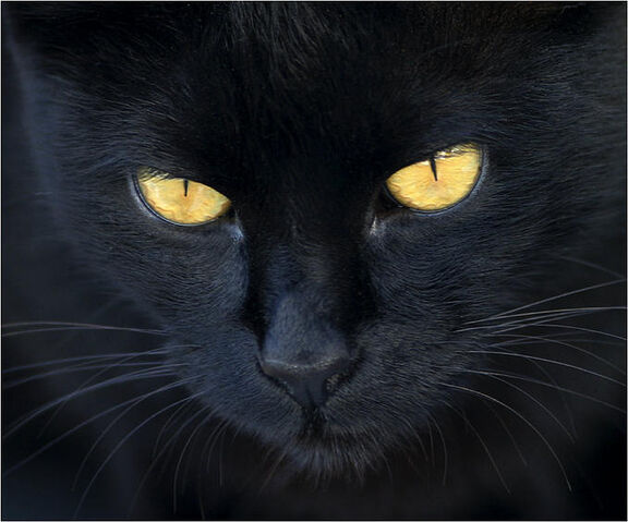Archivo:El-gato-negro.jpg