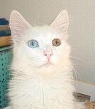 Angora Heterocromía