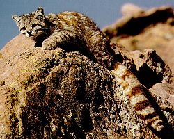 Gato andino.jpg