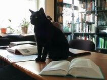 Black cat
