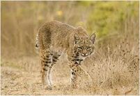 Lynx rufus2.jpg