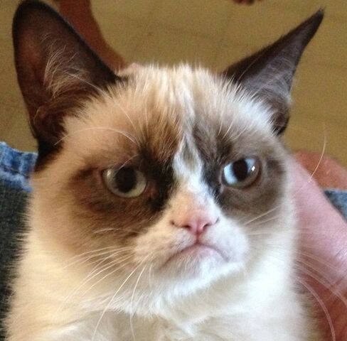 Archivo:5282-grumpy-cat.jpg