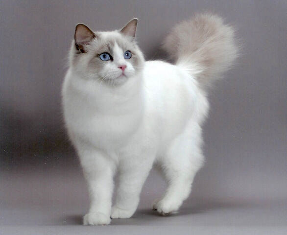 Archivo:Ragdoll4.jpg