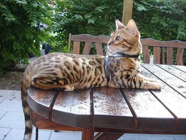 Archivo:Gato bengali 02.jpg