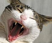 Gato boca2.jpg
