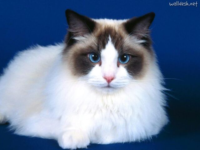 Archivo:Ragdoll6.jpg
