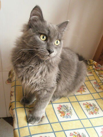 Archivo:Nebelung7.jpg