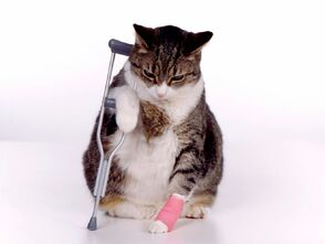 Gato fracturado.jpg