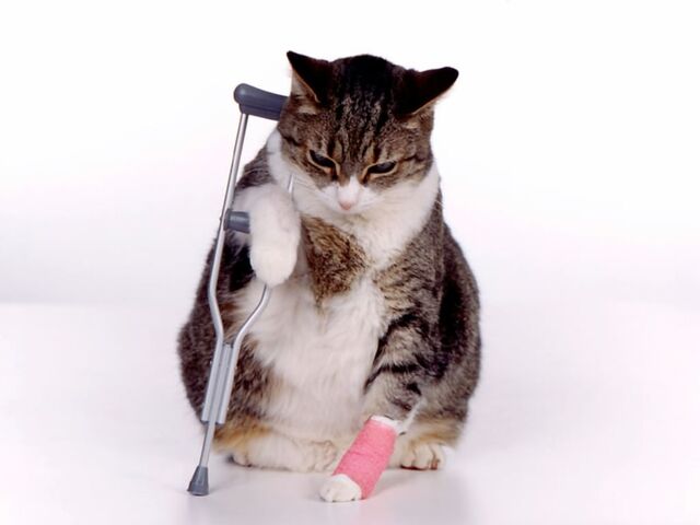 Archivo:Gato fracturado.jpg