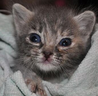 Gato b