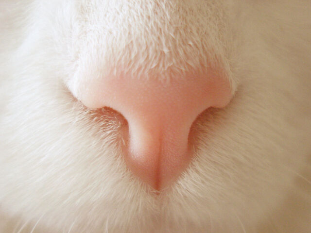 Archivo:Nariz gato.jpg