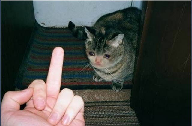 File:Fucked up sad cat.png