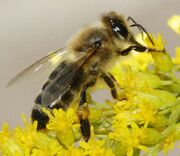 Carnica bee on solidago