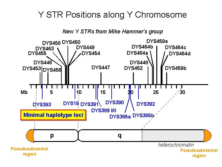 List of DYS markers Familypedia FANDOM powered by Wikia