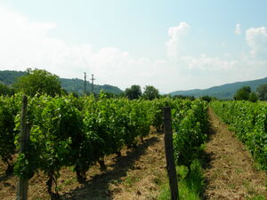 Vita de vie2