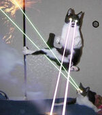 ThunderClan Cats