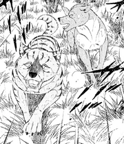 Toshikoj