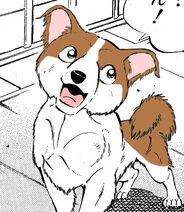 Papillon ginga adoptable by alphajennifer-d5fo8lv