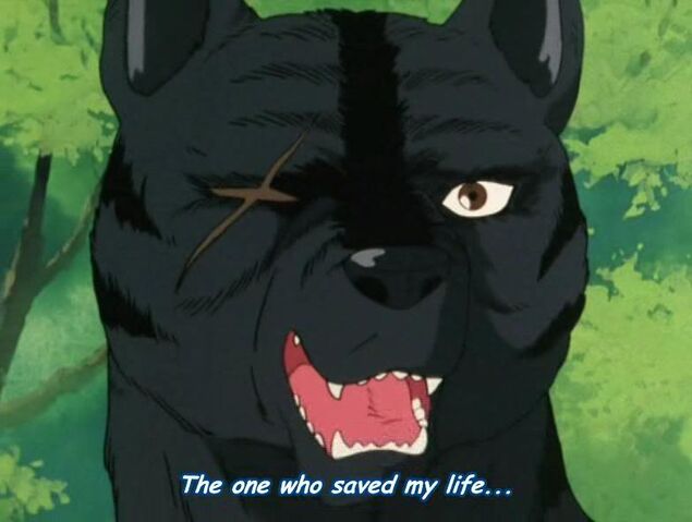 File:Kurotora7.jpg