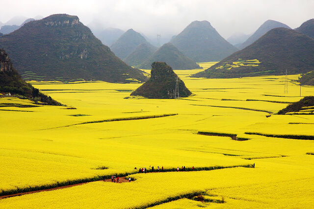 File:Flower Fields.jpg
