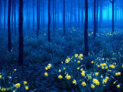 Nightwood